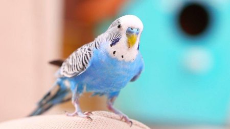 Muhabbet kuşları hakkinda hersey