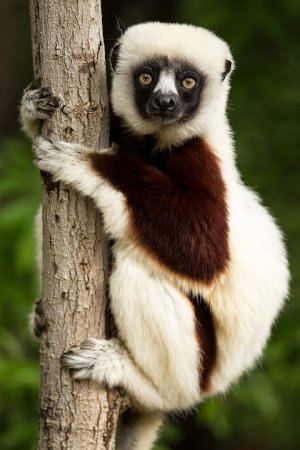 Unknown facts about lemurs