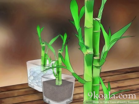 Su Bambusu Bakımı (Lucky Bamboo)