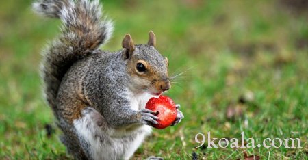 Top Interesting facts about squirrels