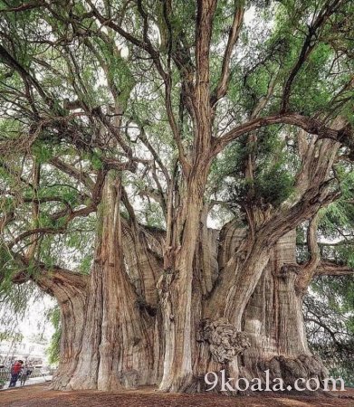 The tree with the largest trunk diameter in the world