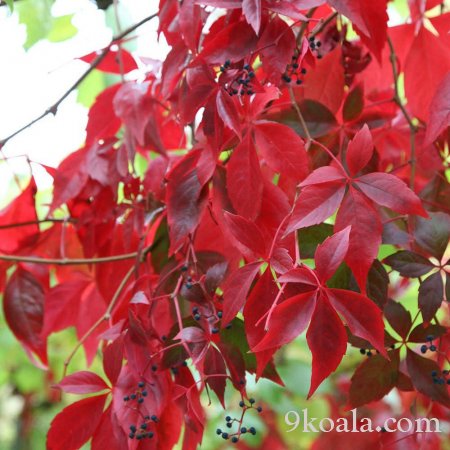 Sarmaşık Bitki Çeşitleri