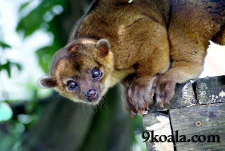 Kinkajou lar hakkında bilgiler . İlginç gerçekler