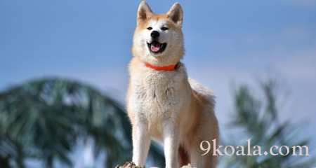 Sadık Köpek Irkları listesi