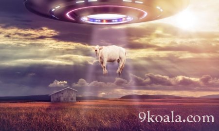 Uzaylilar tarafindan kacirilan inek