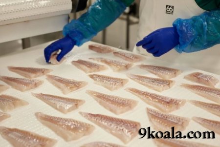 Bu Mutasyona Sahip İnsanlar Kokmuş Balıkları Koklayamazlar.