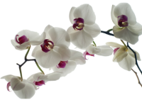 Evde orkide bakimi