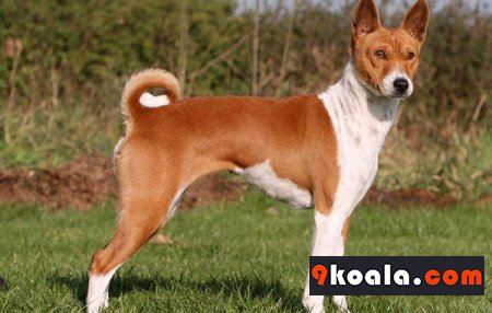 Basenji Köpek Cinsi Özellikleri Ve Bakımı
