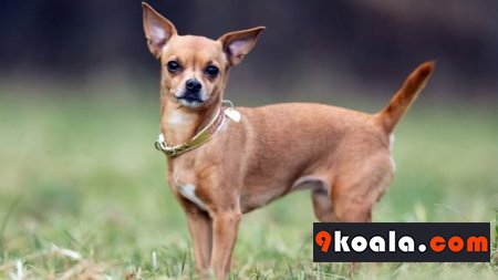 Chihuahua Köpek Cinsi Özellikleri Ve Bakımı