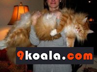 Maine Coon Kedisi Özellikleri Ve Bakımı