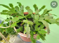 Schlumbergera truncata cactus
