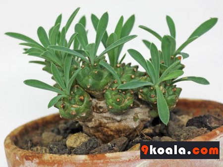 Euphorbia bupleurifolia - susannae